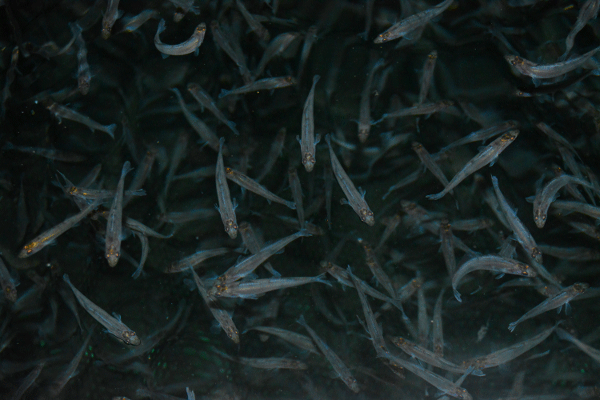 Aus kleinen Kannibalen werden Trockenfutter adaptierte sozialisierte Juvenilzander für Mastbetriebe und deren Kreislaufanlagen - qualitative Zandersetzlinge.